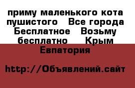 приму маленького кота пушистого - Все города Бесплатное » Возьму бесплатно   . Крым,Евпатория